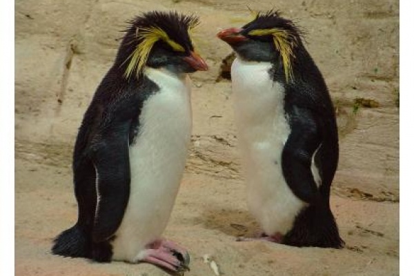 Google-Penguin-Update